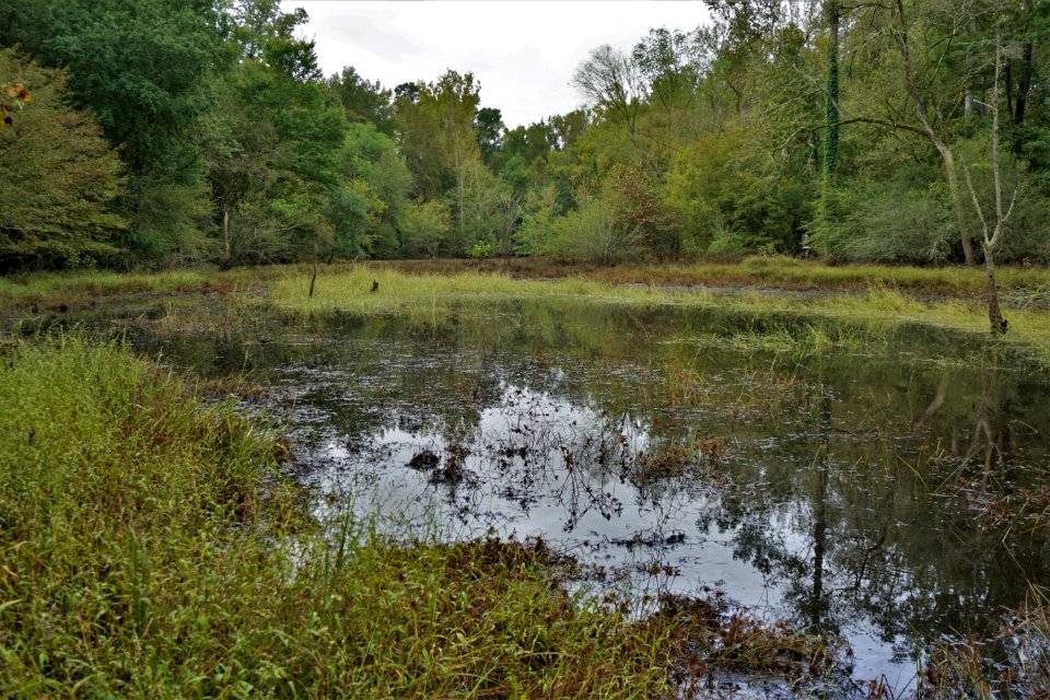 Horseshoe Farm Nature Preserve ncwetlands KG (7)