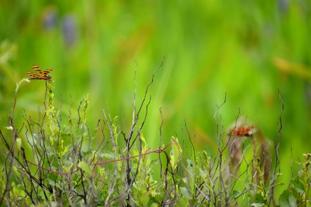 invertebrate dragonfly jack smith creek wetlands ncwetlands am (31)