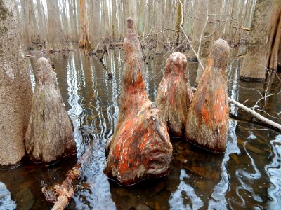 plant cypress knees Upper Roanoke R Wetlands Gmland ncwetlands KG (6)