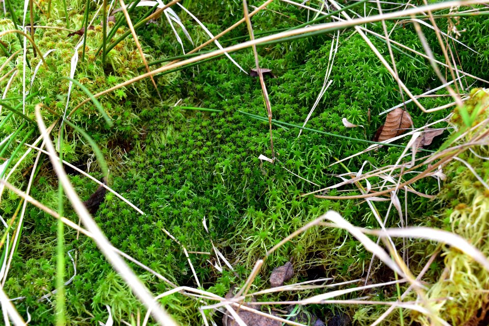 plant sphagnum Boone Fork Trail ncwetlands amm (15)