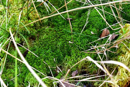 plant sphagnum Boone Fork Trail ncwetlands amm (15)