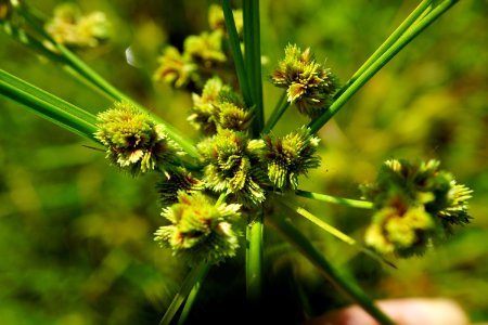 cyperus pseudovegetus Howell Woods KG (8)