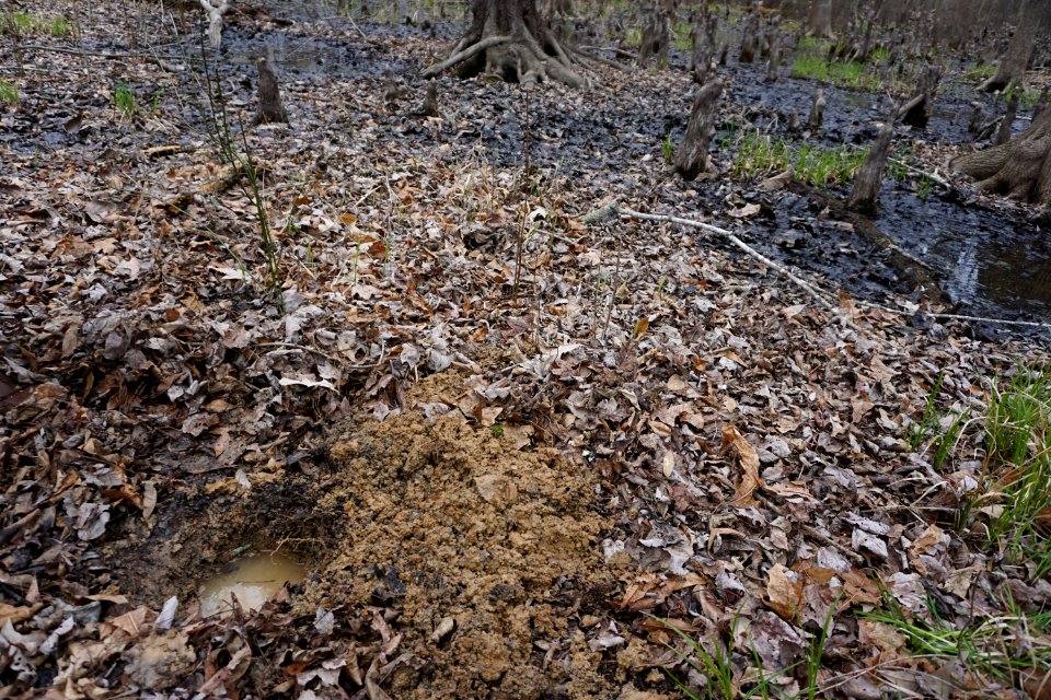 soil Upper Roanoke R Wetlands Gmlnd ncwetlands KG (20)