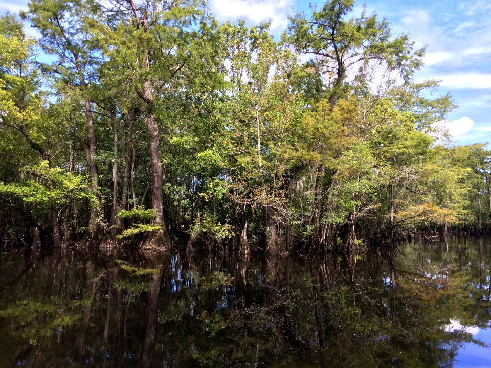 scene Black River NP ncwetlands KG