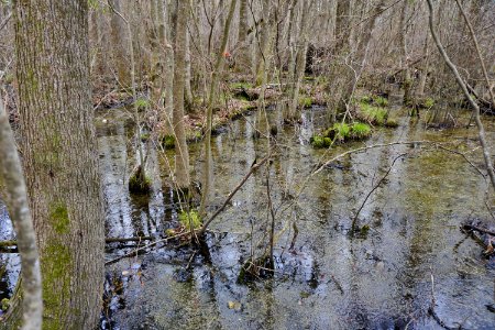 scene Chowan Swamp Gamelands ncwetlands KG (34)