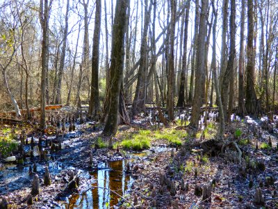 scene Beech St Greenway ncwetlands KG (7)