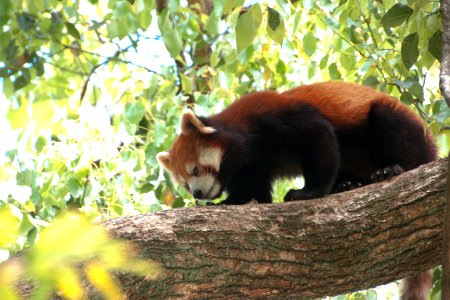レッサーパンダ Red Panda