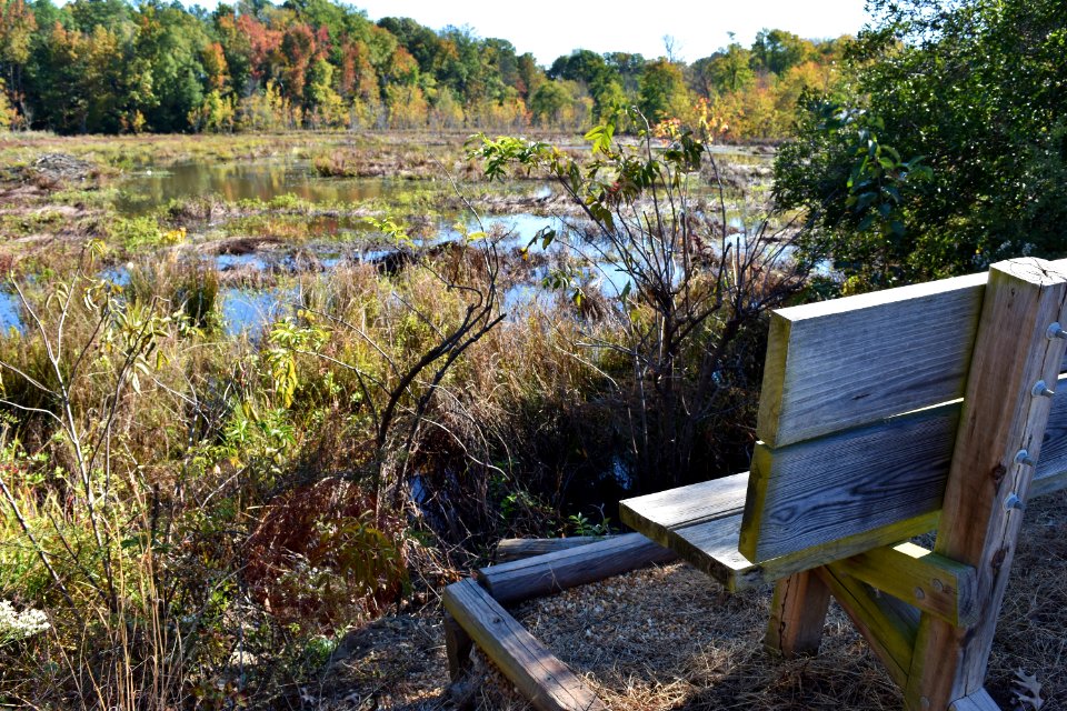 scene Beaver Marsh Preserve ncwetlands KG (11)