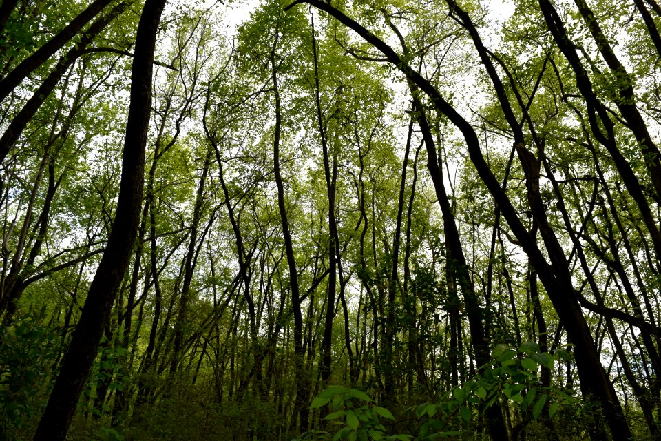 scene Mazarick Park ncwetlands AM (7)