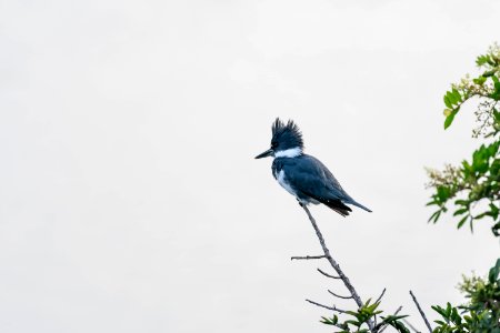 Belted kingfisher photo