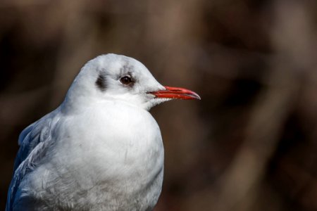 Chroicocephalus ridibundus photo