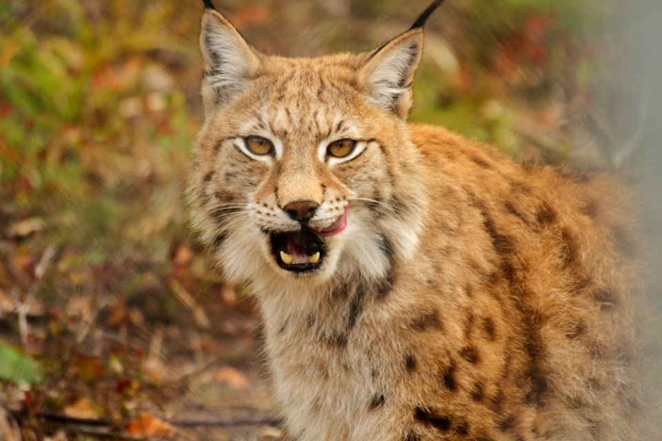 Lynx at Orsa Björnpark