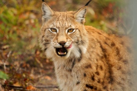 Lynx at Orsa Björnpark