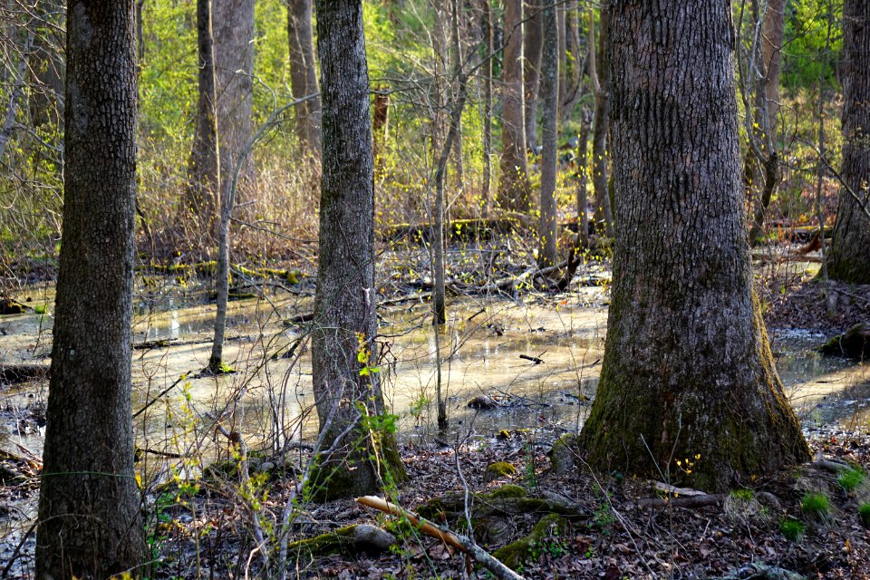 scene hardwood swamp Clemmons Ed SF ncwetlands KG (1)