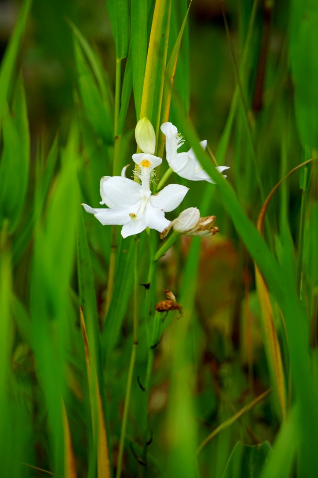 plant Buckridge Preserve Hwy 94 ncwetlands KG (6)