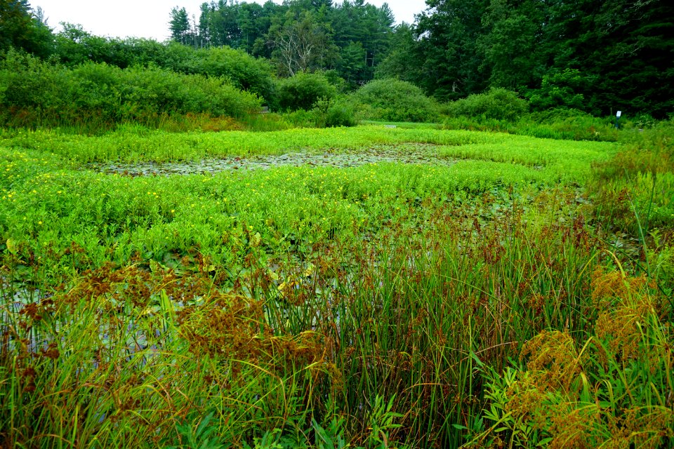 scene R Shomaker Park ncwetlands KG (11)