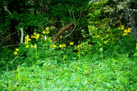 plant Bluff Mountain Preserve ncwetlands KG (32)
