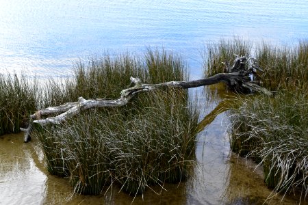 plant juncus Duck Town Park and Boardwalk ncwetlands AM (36)