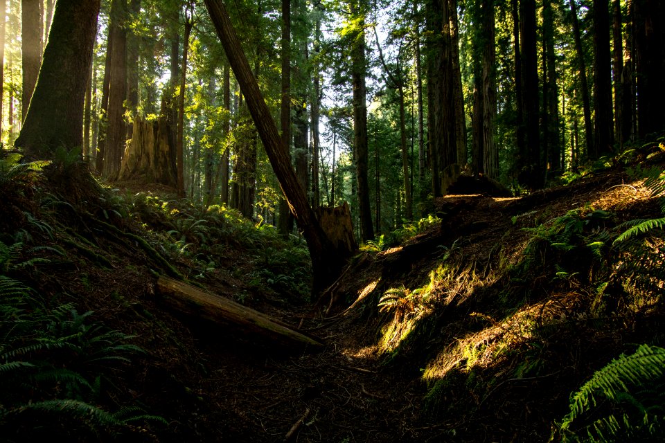 Along the trail at Sequoia Park 3