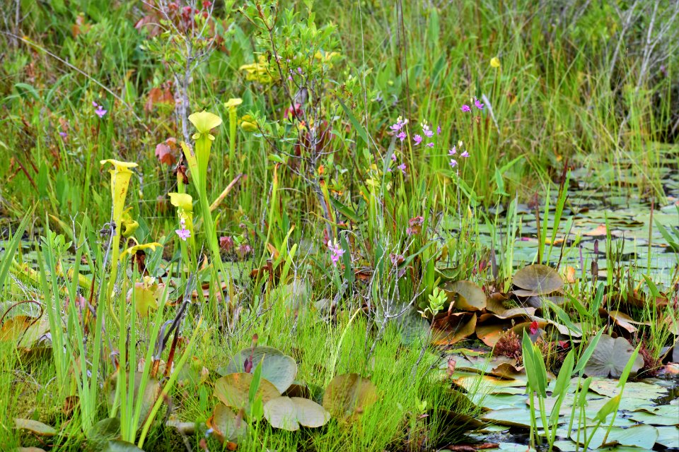 scene buckridge coastal preserve ncwetlands am (12)