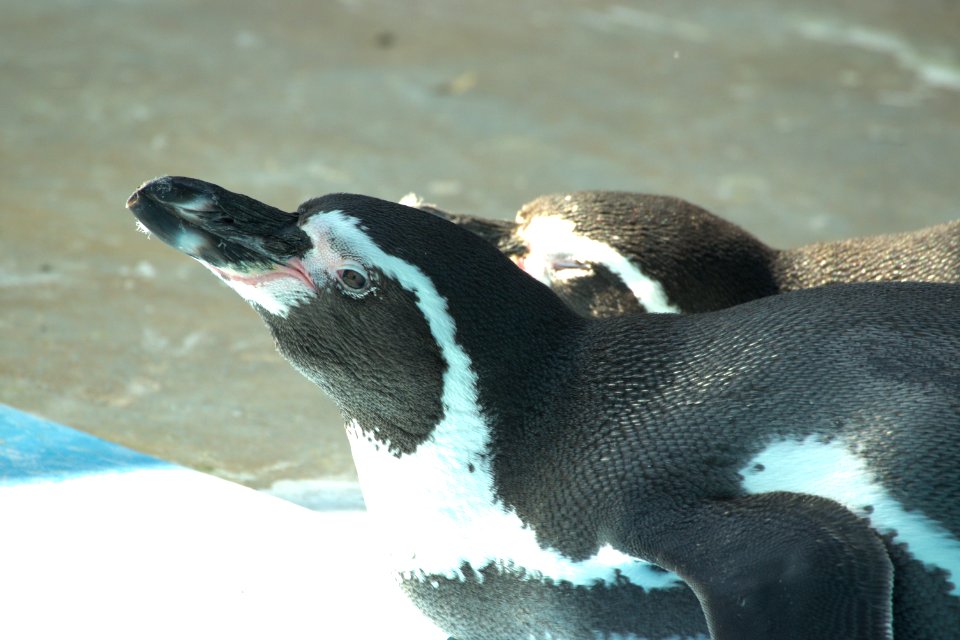 フンボルトペンギン Humboldt Penguin