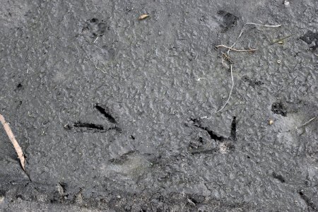 bird turkey tracks Croatan Natl Forest interior Great Lake ncwetlands AM (16)