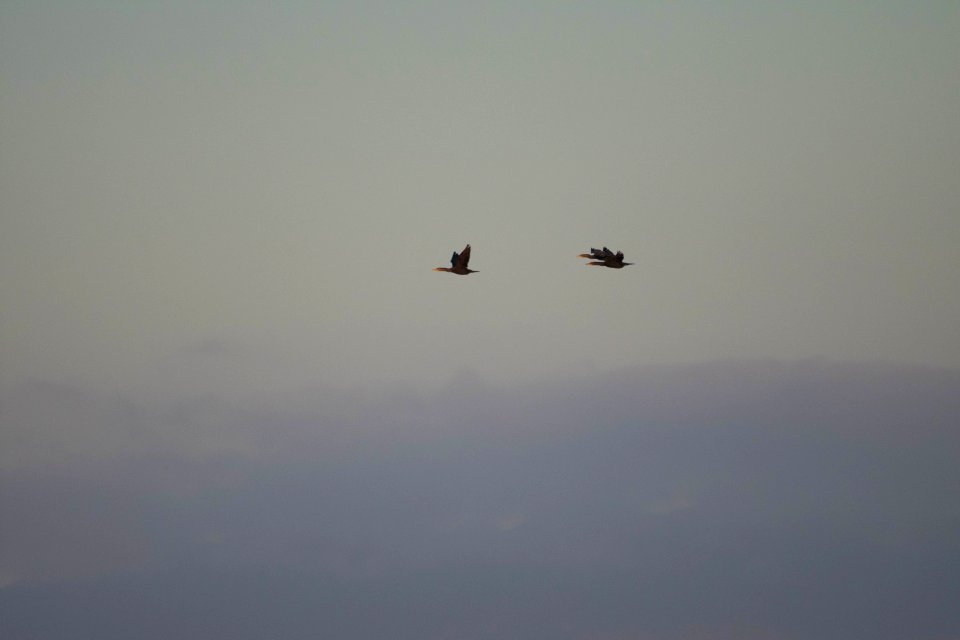 Double-crested cormorants in flight