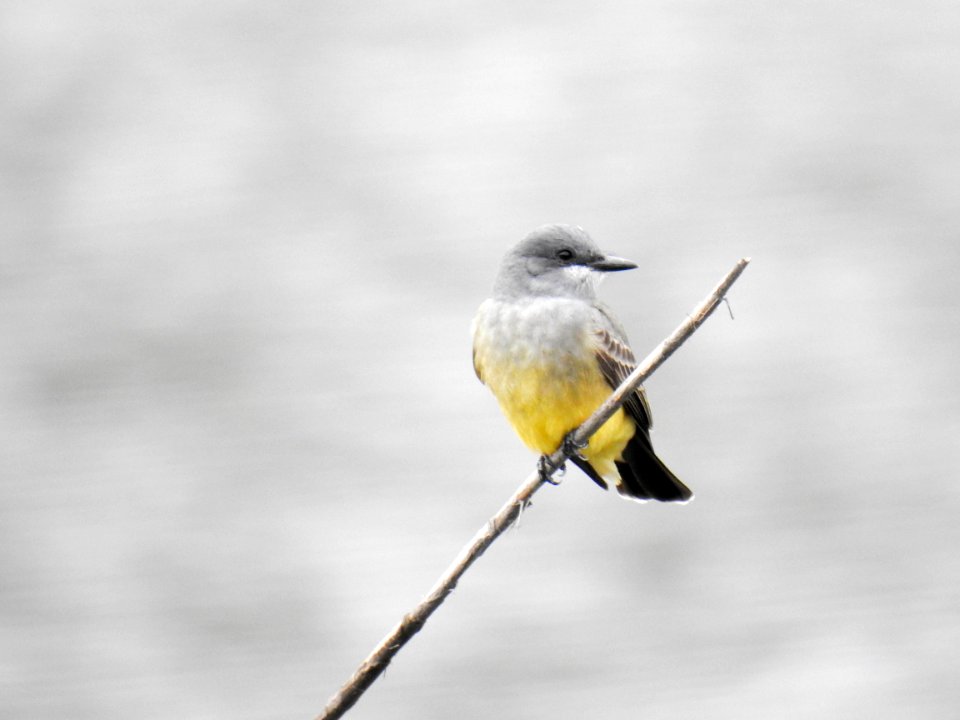 A photogenic Cassin's kingbird.
