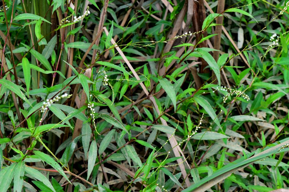 plant Polygonum mcalpine and four mile creeks greenway ncwetlands AM