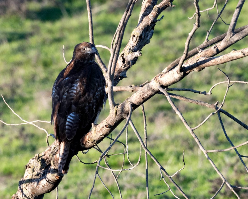 Juvenile red-tailed hawk