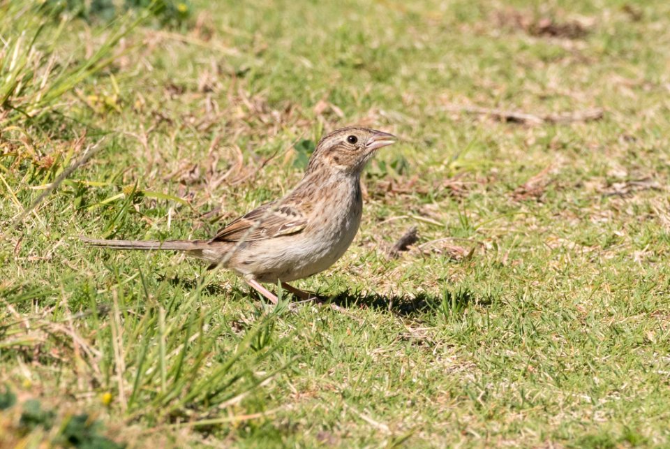 Cassin's sparrow