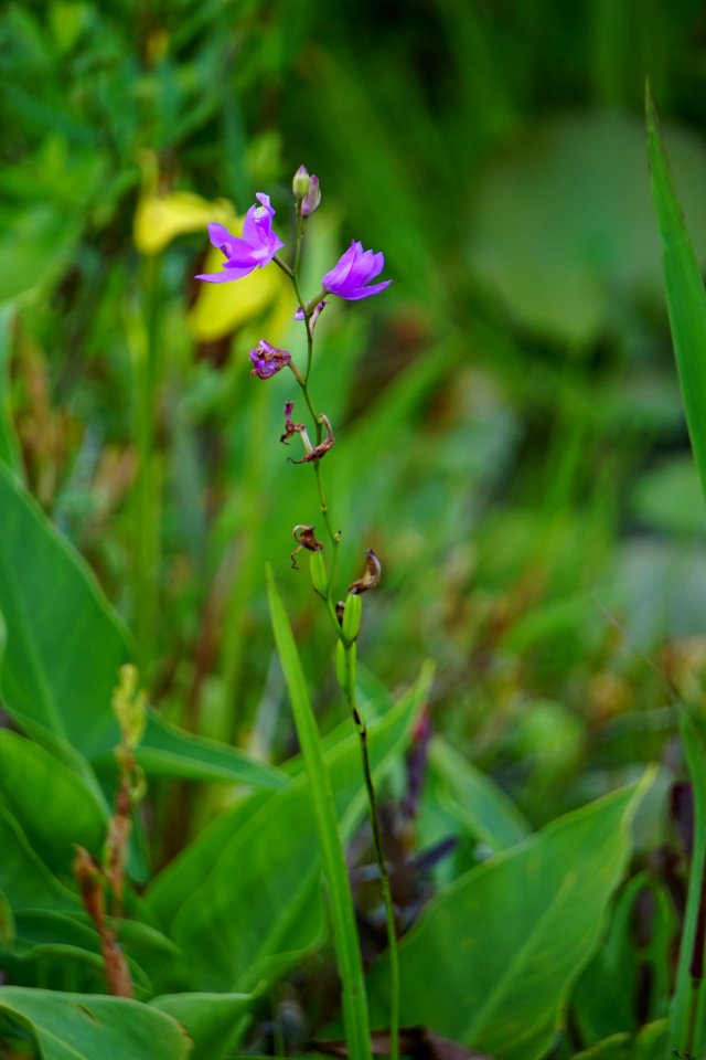 plant Buckridge Preserve Hwy 94 ncwetlands KG (9)