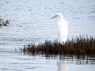 A motionless great egret photo