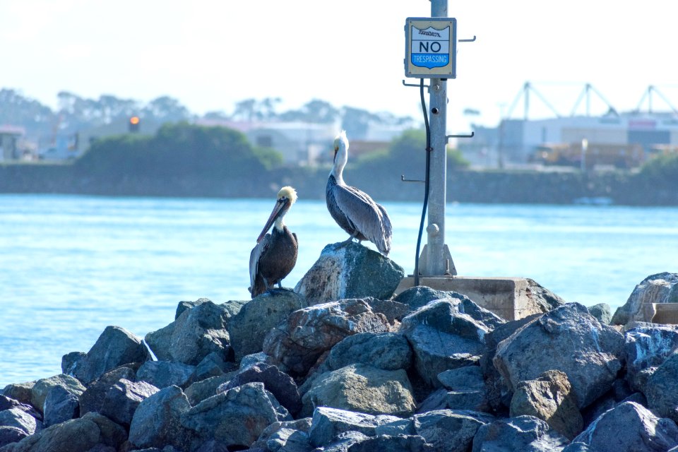 A pair of California brown pelicans.