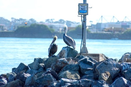 A pair of California brown pelicans.