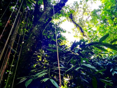 DevtitaArt Papua