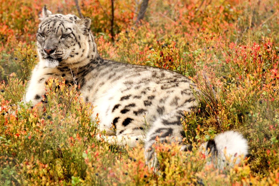 Snow Leopard at Orsa Björnpark