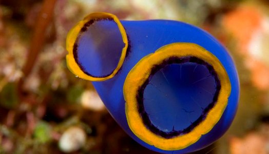 The sea-squirt