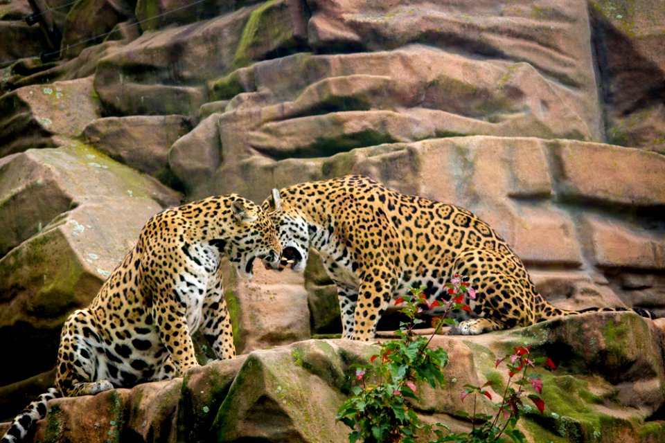 Jaguar sisters having a discussion