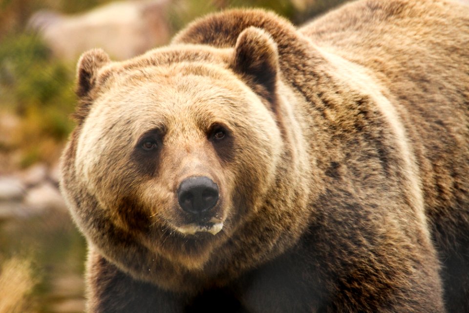 Bear at Orsa Björnpark