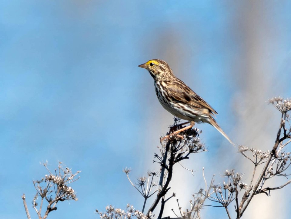 Savannah sparrow