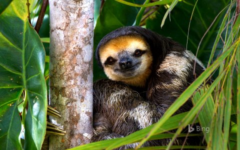 Pale-throated sloth perched in a tree on Sloth Island, Essequibo River, Guyana photo