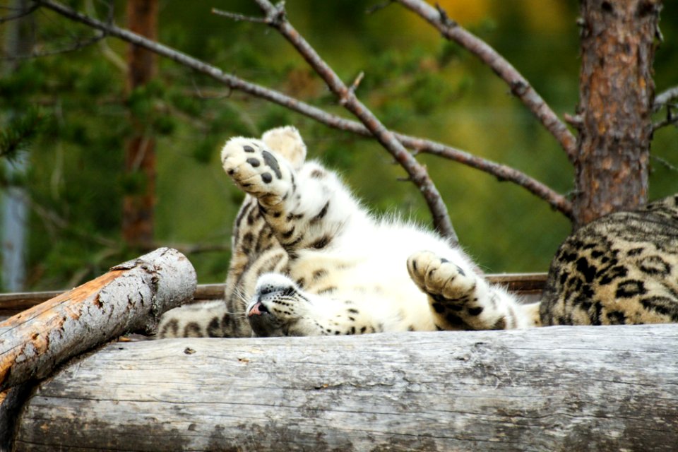 Snow Leopard at Orsa Björnpark photo