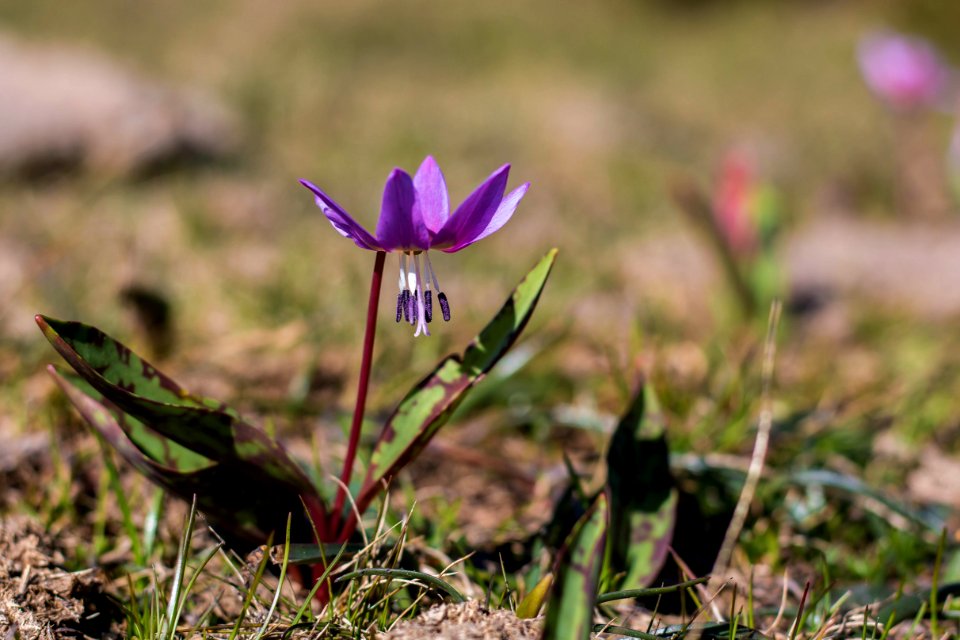 Erythronium dens-canis - Diente de perro