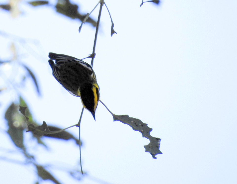 A vertical Townsend's warbler