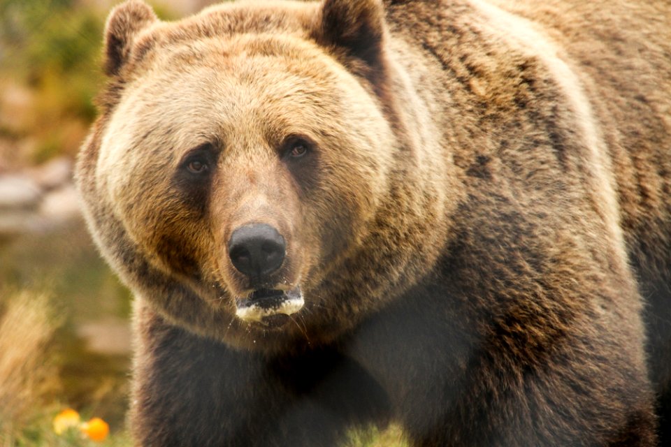 Bear at Orsa Björnpark