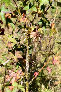 plant sweetgum in wet meadow Mason Farms ncwetlands KG (24)