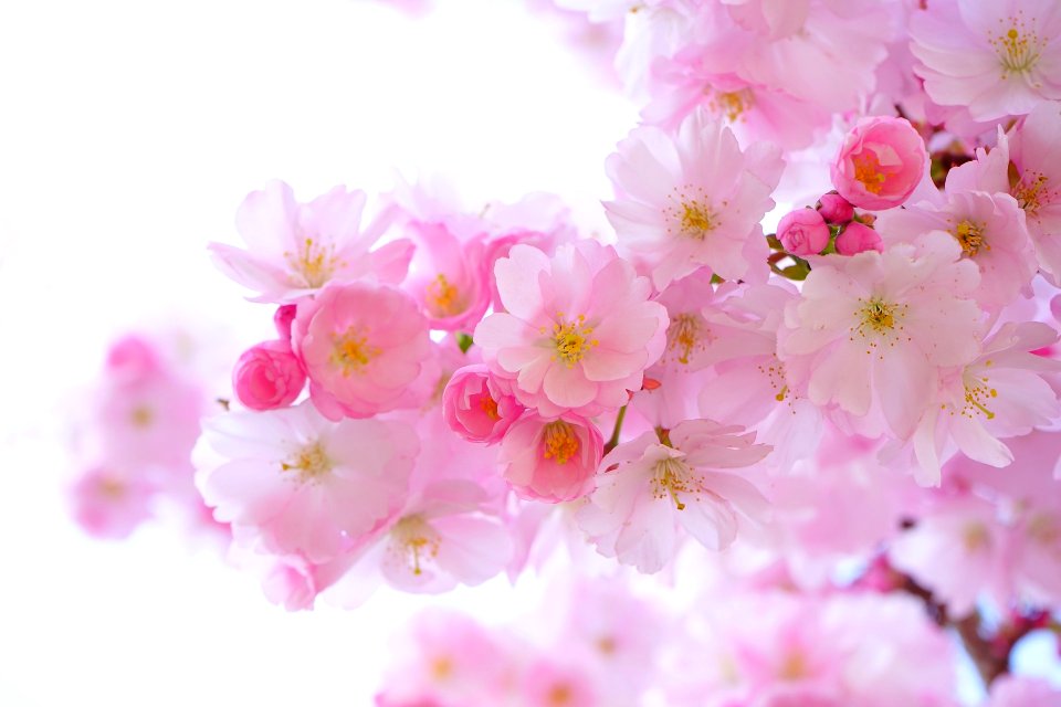 japanese-cherry-trees-324175 1920