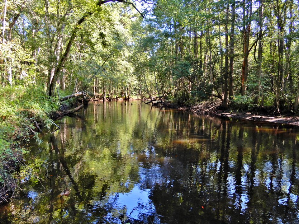 scene Lumber River SP Chalk Banks ncwetlands KG (29)