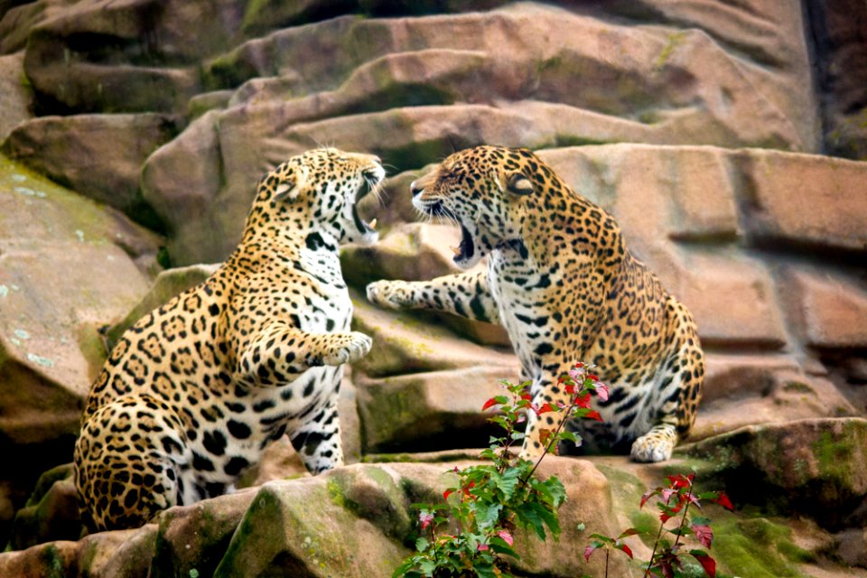 Jaguar sisters having a discussion